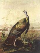 John James Audubon the american wild turkey cock oil